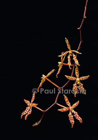 Renanthera monachica