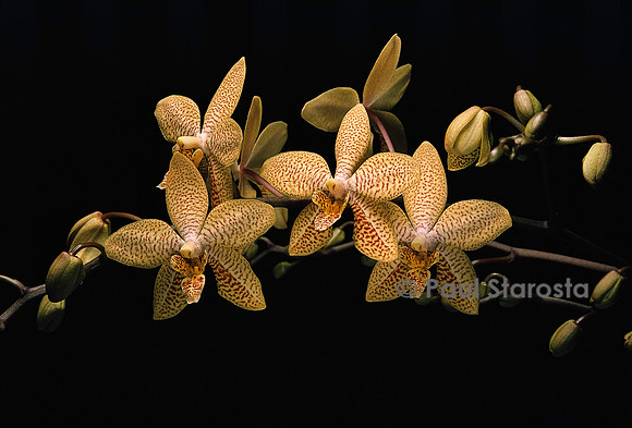 Renanthopsis Mildred Jameson