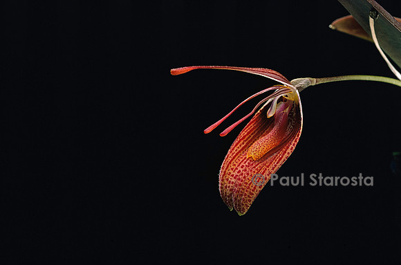 Restrepia elegans