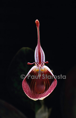 Restrepia elegans