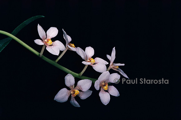 Sarcochilus hartmannii