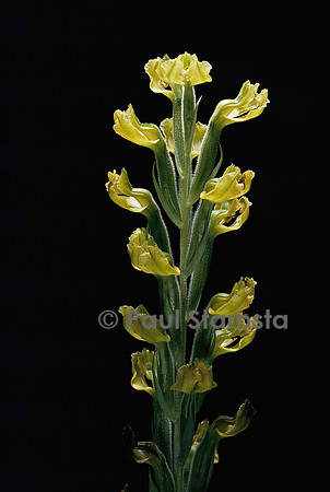 Sauroglossum nitidum