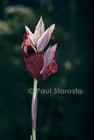 Serapias cordigera (sérapias en cœur)