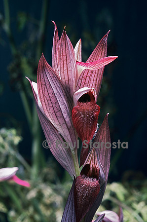 Serapias vomeracea