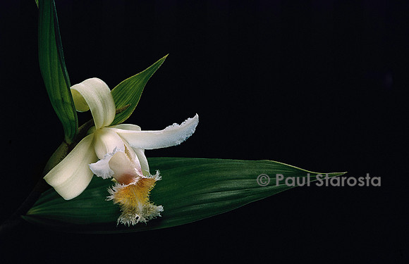 Sobralia fimbriata