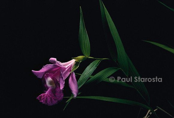 Sobralia macrantha