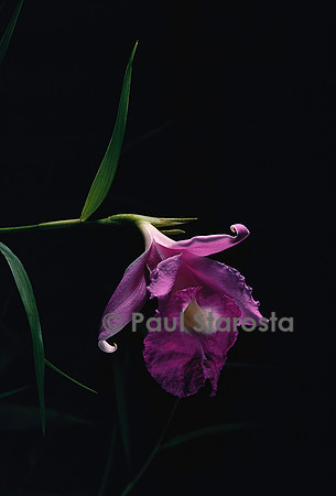 Sobralia macrantha