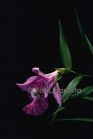Sobralia macrantha