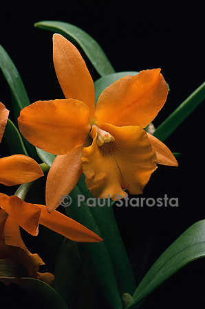 Sophrolaeliocattleya Hazel Boyd