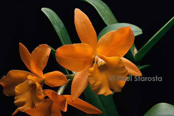 Sophrolaeliocattleya Hazel Boyd