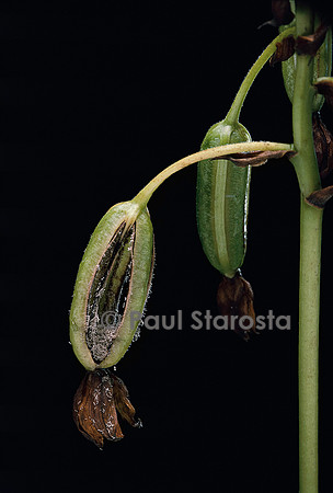 Spathoglottis plicata - fruit