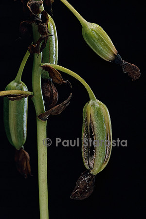 Spathoglottis plicata - fruit