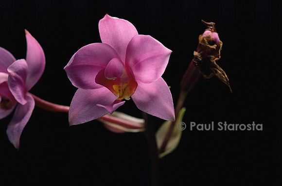 Spathoglottis plicata