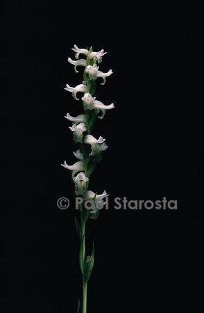 Spiranthes cernua (spiranthe penchée)