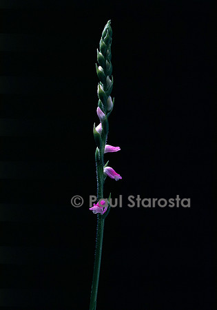 Spiranthes sinensis (spiranthe à fleurs roses)