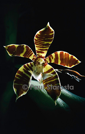 Staurochilus fasciatus