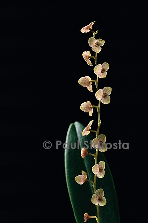 Stelis argentata