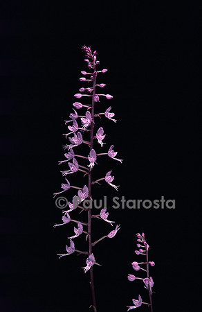 Stenoglottis longifolia