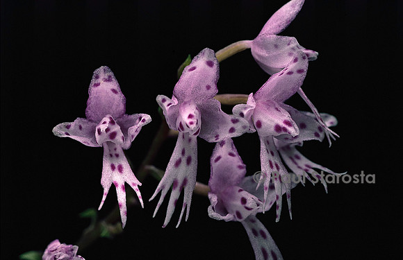 Stenoglottis longifolia