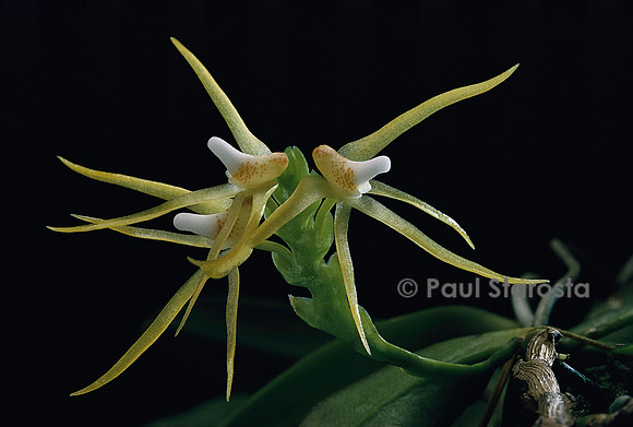 Thrixpermum centipeda