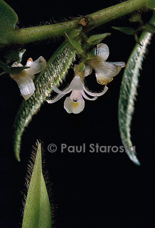 Trichotosia (Eria) velutina