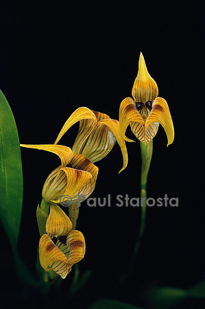 Trigonidium acuminatum