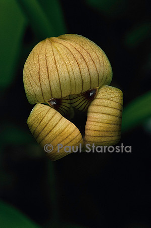 Trigonidium egertonianum