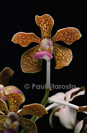 Vanda brunnea