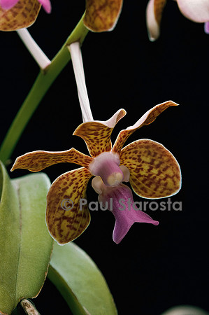 Vanda brunnea