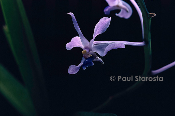 Vanda coerulescens