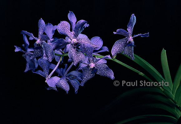 Vanda Golamco’s Blue Magic ‘Aalsmeer Fall’