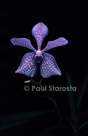 Vanda Golamco’s Blue Magic ‘Aalsmeer Fall’