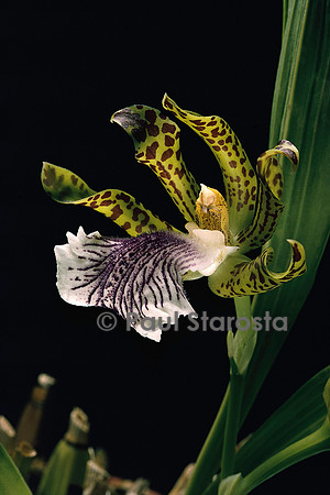 Zygopetalum crinitum