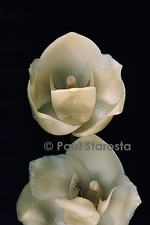 Peristeria elata