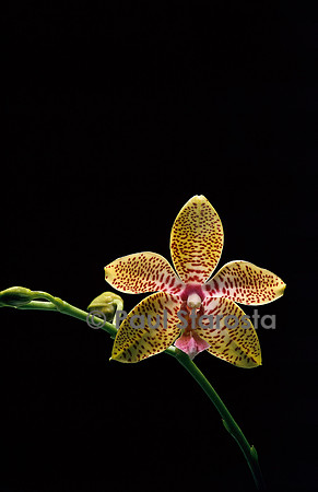 Phalaenopsis Oberhausen Gold