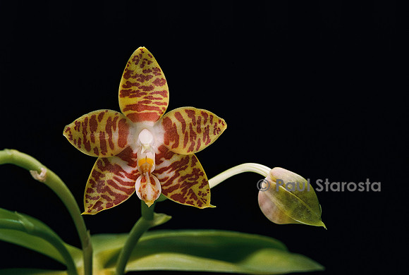 Phalaenopsis amboinensis