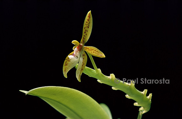 Phalaenopsis cornu-cervi