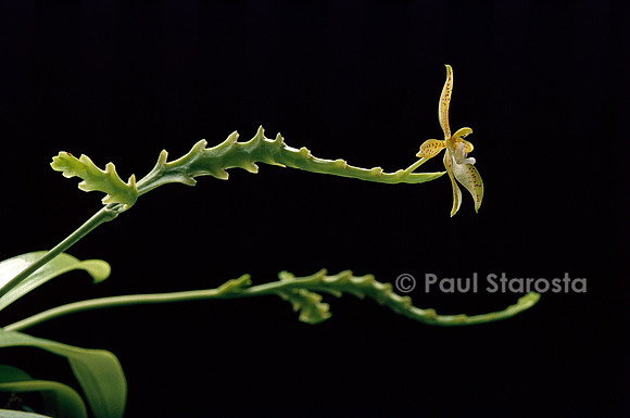 Phalaenopsis cornu-cervi