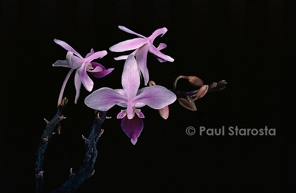 Phalaenopsis equestris