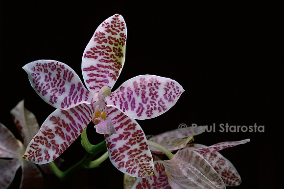 Phalaenopsis hieroglyphica