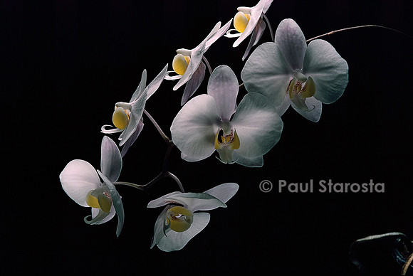 Phalaenopsis X leucorrhoda