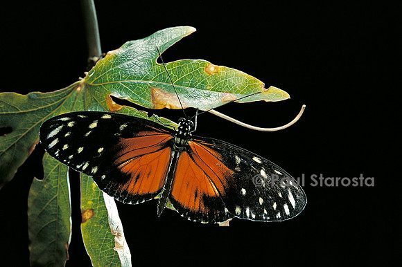 Heliconius hecale