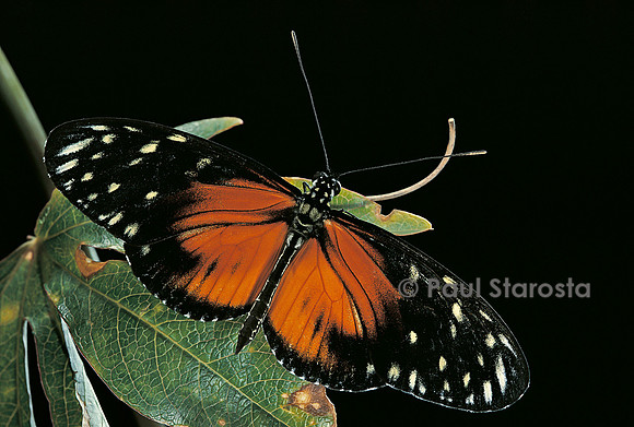Heliconius hecale