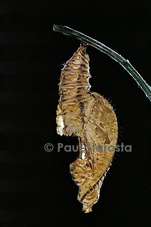 Heliconius melpomene - chrysalide