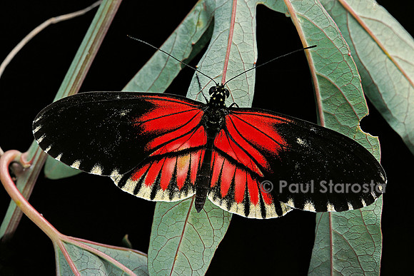 Heliconius melpomene