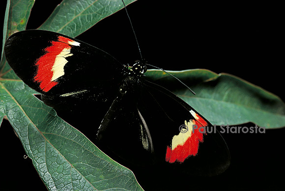 Heliconius melpomene