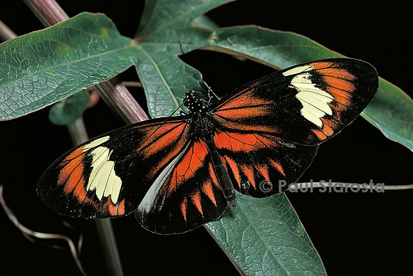Heliconius melpomene