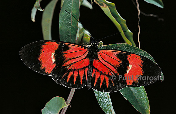 Heliconius melpomene
