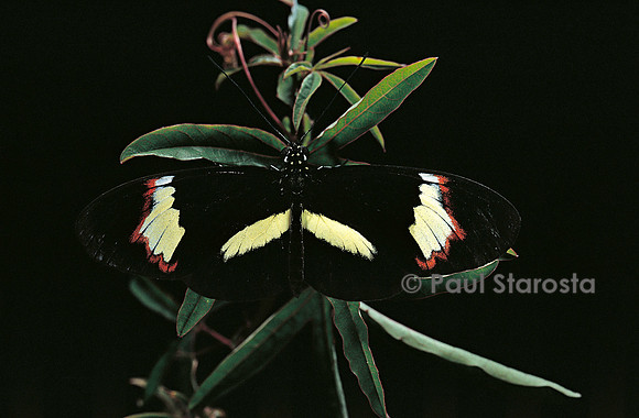 Heliconius melpomene