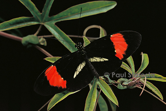 Heliconius melpomene